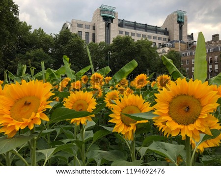 Sunflowers Embankment Gardens London Charing Cross Station