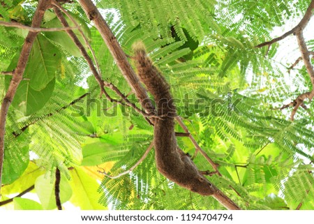 A brown squirrel running on a tree.