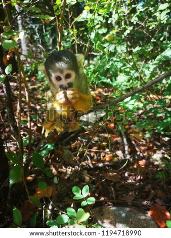 cute little squirrel monkey