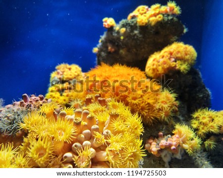 The flower under water world