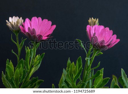 Fine art still life color flower macro image of  blooming violet and white african / cape daisy / marguerite blossoms with green leaves and buds on blue paper background