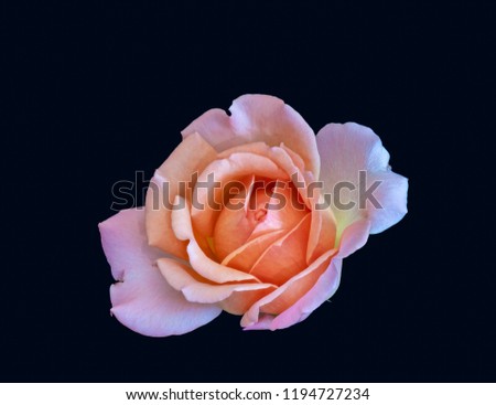Colorful fine art still life bright floral macro flower image of a single isolated red orange pink yellow rose blossom, blue background,detailed texture,vintage painting style 