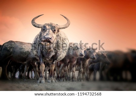 close up picture of buffaloes at the field with golden sky