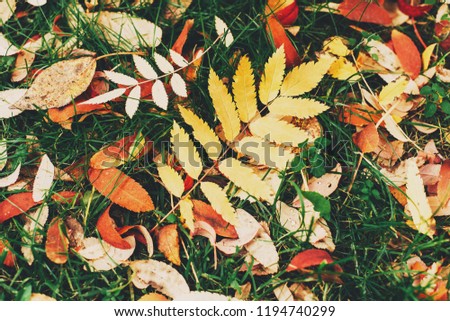 Autumn leaves, grass