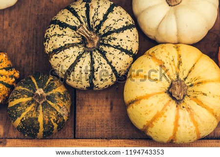 beautiful bright unusual ripened pumpkins painted in spotted yellow green color