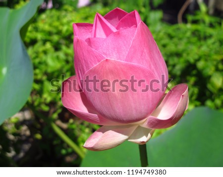 Close Up Pink Lotus Flower On Green Leave Background