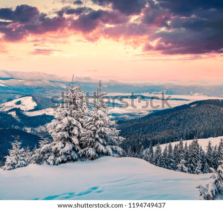 Snowy fir forest  in Carpathian mountains. Dramatic winter sunrise in mountains, Ukraine, Europe. Happy New Year celebration concept. Artistic style post processed photo.