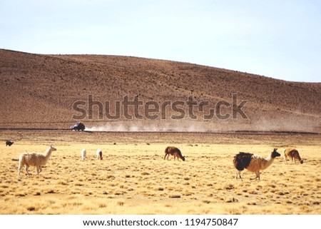 alpacas or lamas on a desert meadow in Bolivia. Alone in the wilderness under the warm day sun. Hilly landscape covered with desert grass.   