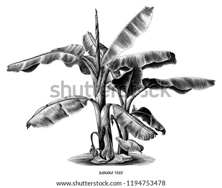 Banana tree vintage hand draw engraving clip art isolated on white background