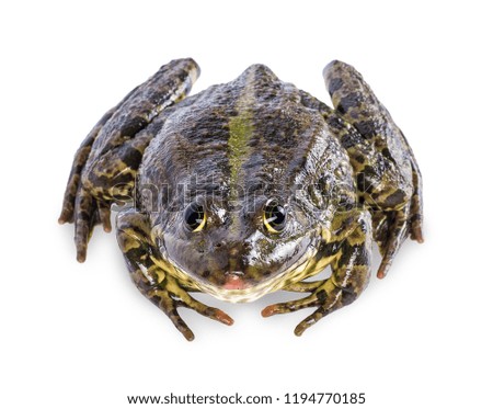 water frog isolated on white background with clipping path