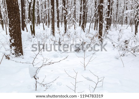 Winter forest. Trees under the snow. Nature. Landscape.