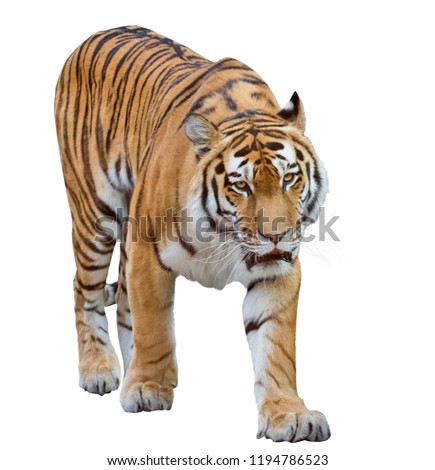 large tiger isolated on white background