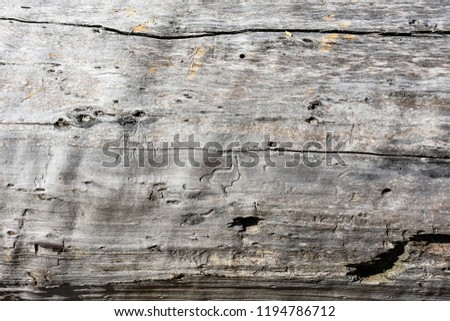 Old barkless tree texture closeup
