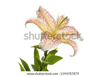 Unusual lily flower in pink specks isolated on white background.