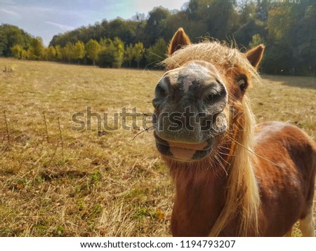 Smile donkey in farm,France 