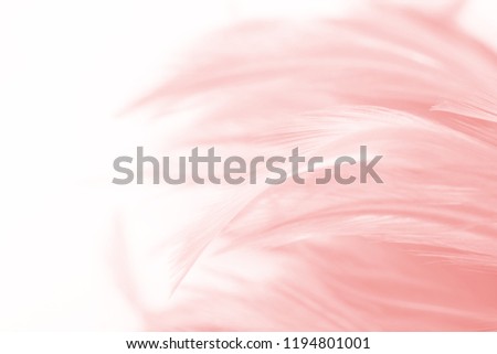 Beautiful Coral Pink vintage color trends feather pattern texture background with copy space 