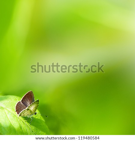 Brilliant swallowtail butterfly feeding on flowers