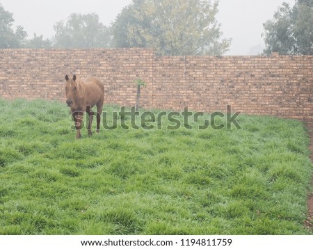 Young horse walking around in the grass field in the morning with mist and cold weather. Text space on the right
