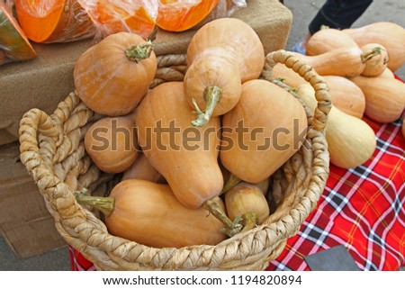 Violin pumpkins in wicker basket. Halloween, Thanksgiving 
