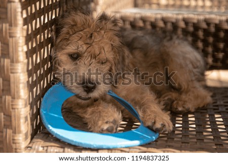 Cute mixed breed terrier puppy playing with a toy in the shade 