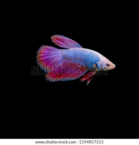 vividly colored guppy fish isolated on black background