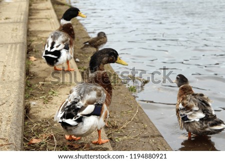 family of ducks