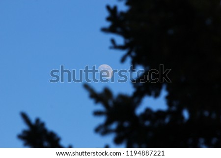 almost full moon rises in a blue evening sky on the background of the widely ramified branches of firs, the branches of a tree not in focus, the look of a man focused on space