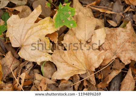 Autumn leaves Table background and autumn time. Free space for your product Close-up