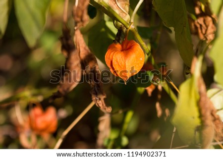Physalis in autumn forest