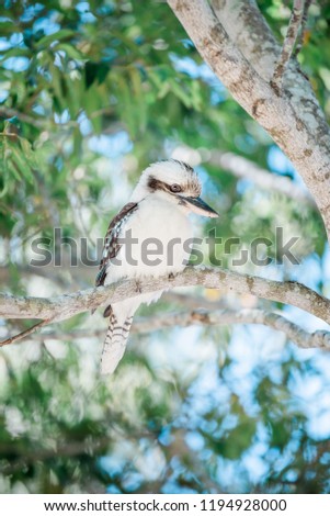 Kookaburra sitting on a tree branch looking with green foliage and blue sky
