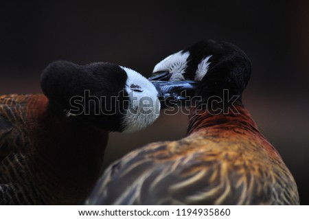 Beautiful Kissing Mandarin Duck