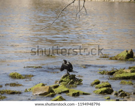 Beautiful black cormorant relaxing on the sea shore. Black sea wild animals. 