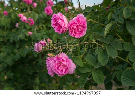 Rosa damascena, known as the Damask rose - pink, oil-bearing, flowering, deciduous shrub plant. Bulgaria, near Kazanlak, the Valley of Roses. Close up view.  Royalty-Free Stock Photo #1194967057