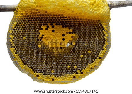 Closeup view of the working bees on honeycomb, Honey cells pattern, Beekeeping Honeycomb texture.