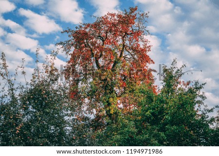 Colorful tree in the autumn (Winter is Coming)