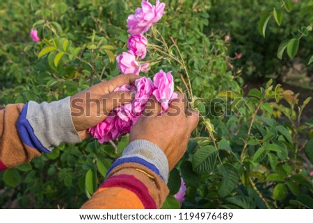 Woman picking fresh pink roses (Rosa damascena, Damask rose) for perfumes and rose oil. Close up view of her cracked hands and the picked roses. Selective focus. Agricultural concept, Bulgaria Royalty-Free Stock Photo #1194976489