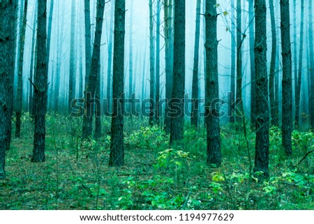 Pine forest in the misty morning