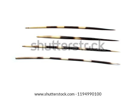 Four porcupines spines or quills. Isolated on white background.