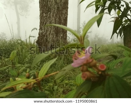 Wild flowers in tropical rain forests