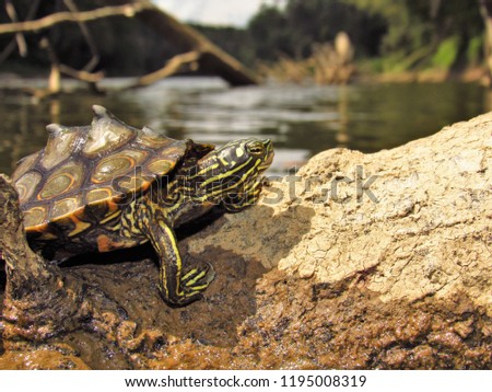 Male Ringed Map turtle (Graptemys oculifera) basking on dead wood on Pearl River close-up, Mississippi