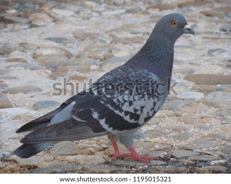A pigeon. Picture taken in Jun2011, Portugal. 