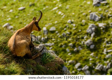 A chamois on the mountain of the National Park of Gran Sasso, in Abruzzo, Italy