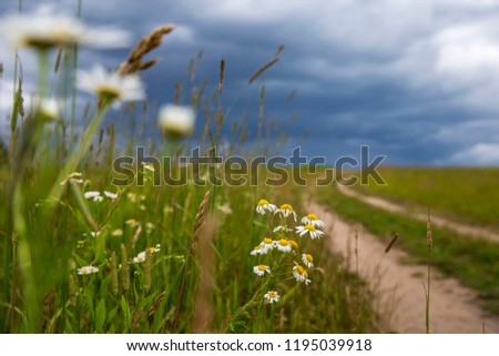 Minsk region / Belarus - July 4 2018 / hurricane in the field, wildflowers, bad weather in the field, the sky turned dark,chamomile in the wind, flowers in the rain, running from the hurricane