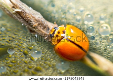 Ladybird, Ladybug on grass macro 