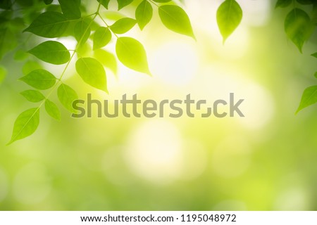 Nature of green leaf in garden at summer. Natural green leaves plants using as spring background cover page environment ecology or greenery wallpaper Royalty-Free Stock Photo #1195048972