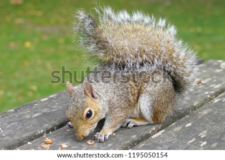            SQUIRRELS FEEDING STEALING NUTS CLOSE UP                    