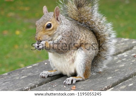                                SQUIRRELS STEALING NUTS CLOSE UP