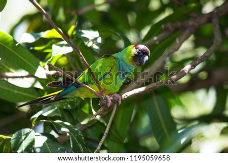 Portrait of green parrot, Turquoise-fronted amazon, Amazona aestiva