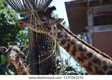 Giraffe eating food