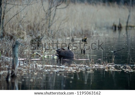 Beaver sitting sideways on the tussock in the water and eating some rootlets.
